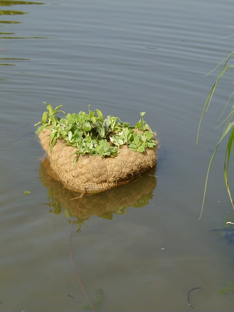 Floating Gardens