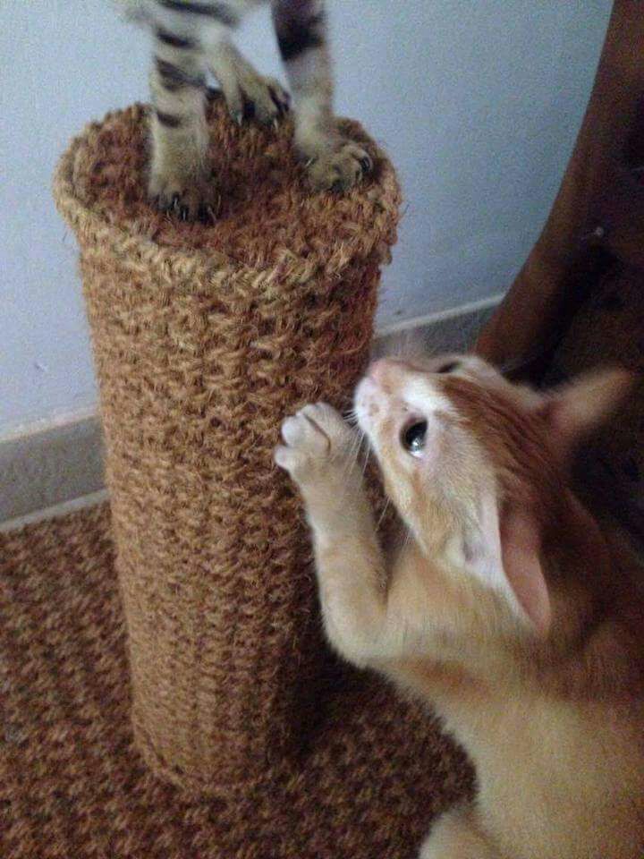 Cat Scratch Post