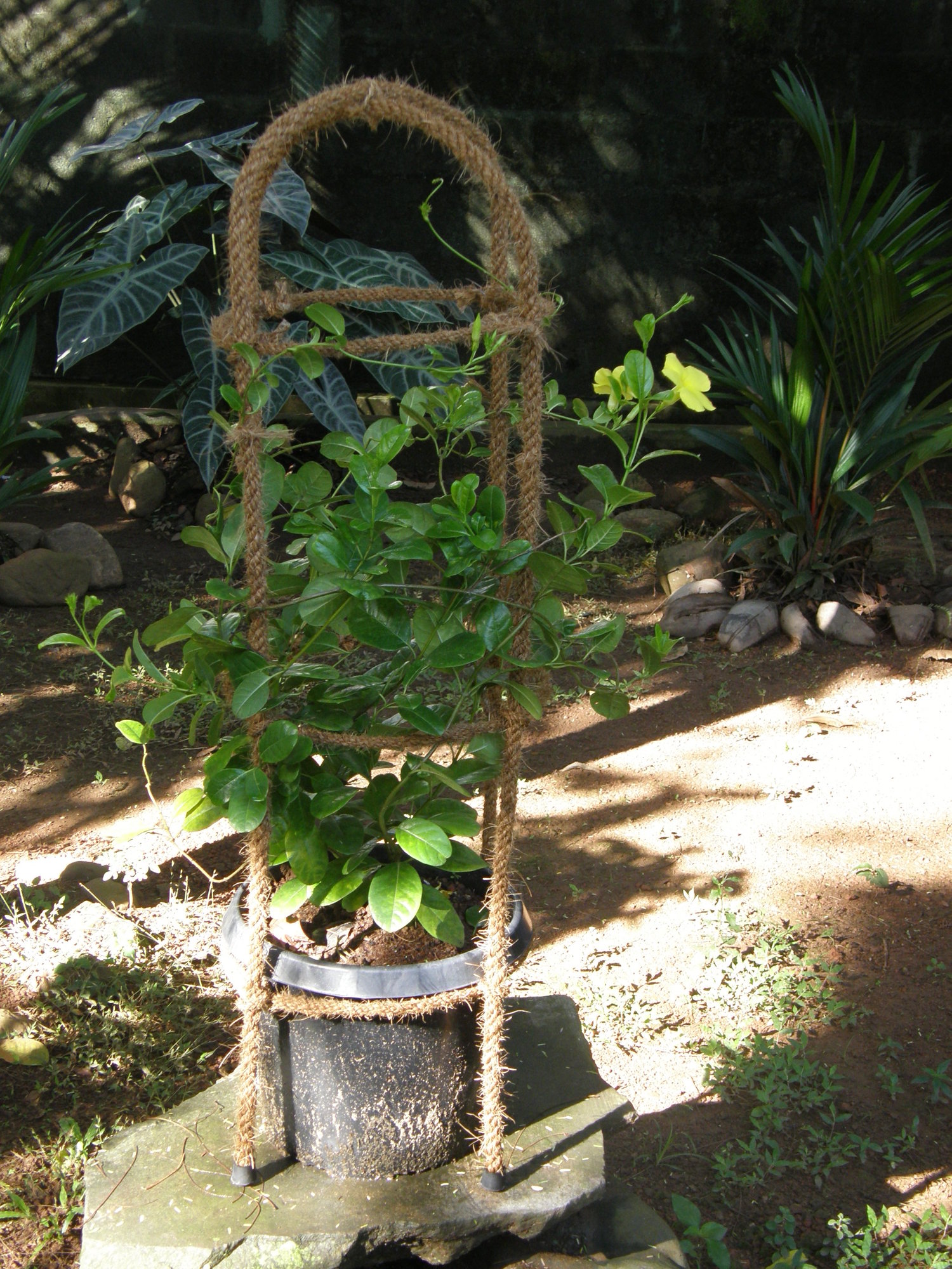 Coir Rope Topiary